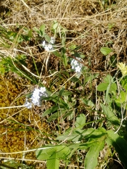 Myosotis imitata