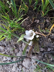 Lewisia brachycalyx