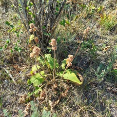 Phlomoides pratensis