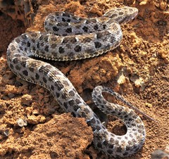 Bothrops marmoratus
