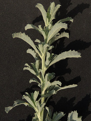 Atriplex elegans