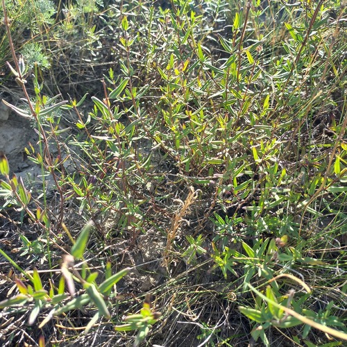 Ziziphora clinopodioides, photograph 4