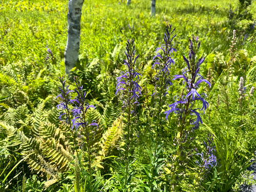 Lobelia sessilifolia, photograph 4