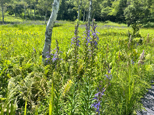 Lobelia sessilifolia, photograph 5