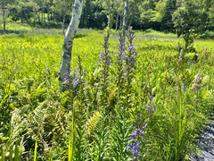 (c) Yoshihiro Tokue, some rights reserved (CC BY) Lobelia sessilifolia, photograph (c) Yoshihiro Tokue, some rights reserved (CC BY)