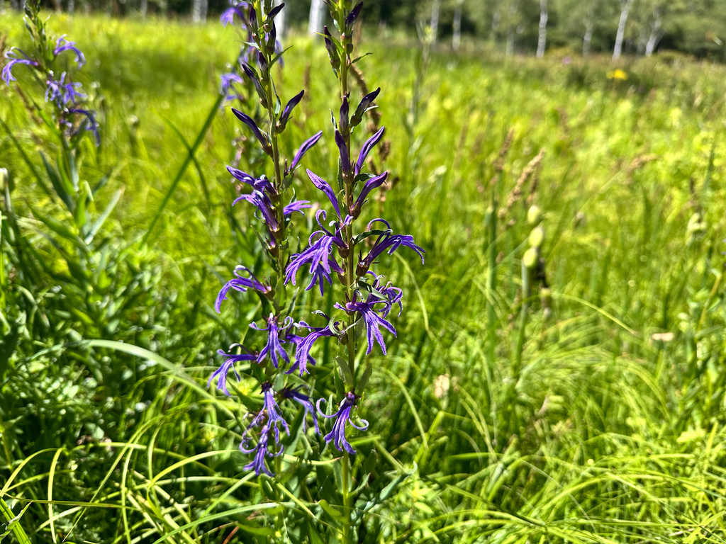 Lobelia sessilifolia; photograph (c) Yoshihiro Tokue, some rights reserved (CC BY)