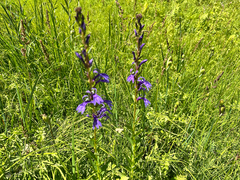 (c) Yoshihiro Tokue, some rights reserved (CC BY) Lobelia sessilifolia, photograph (c) Yoshihiro Tokue, some rights reserved (CC BY)