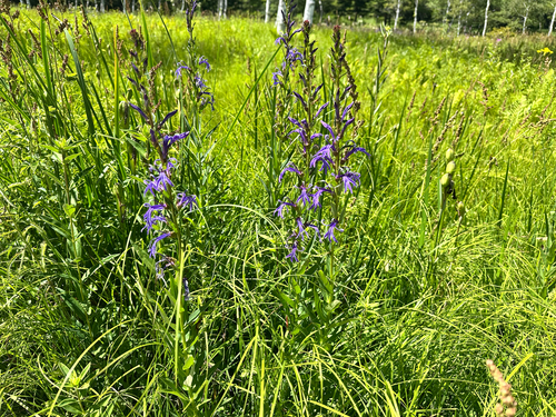 Lobelia sessilifolia, photograph 3