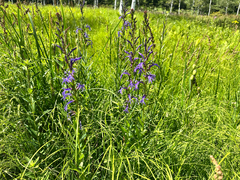 (c) Yoshihiro Tokue, some rights reserved (CC BY) Lobelia sessilifolia, photograph (c) Yoshihiro Tokue, some rights reserved (CC BY)