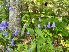 (c) Yoshihiro Tokue, some rights reserved (CC BY) Adenophora remotiflora, photograph (c) Yoshihiro Tokue, some rights reserved (CC BY)