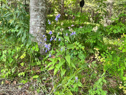 Adenophora remotiflora, photograph 2