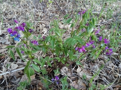 Lathyrus vernus