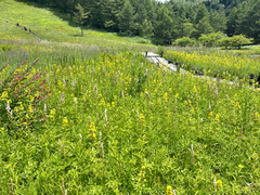 (c) Yoshihiro Tokue, some rights reserved (CC BY) Lysimachia davurica, photograph (c) Yoshihiro Tokue, some rights reserved (CC BY)