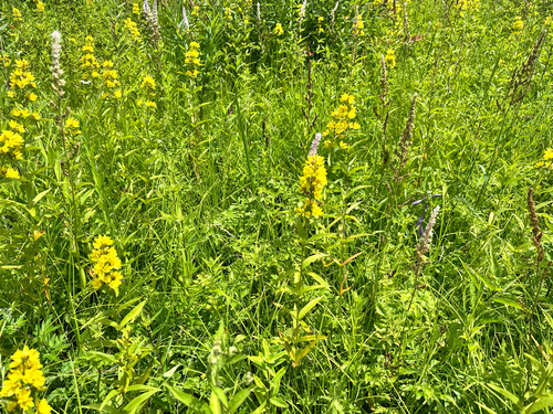 Lysimachia davurica, photograph 4
