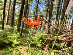 Lilium leichtlinii