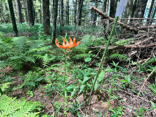 Lilium leichtlinii, photograph 1