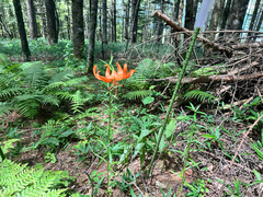 Lilium leichtlinii, photograph (c) Yoshihiro Tokue, some rights reserved (CC BY)