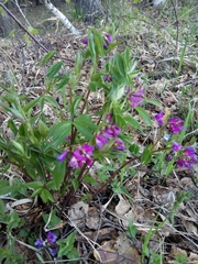 Lathyrus vernus