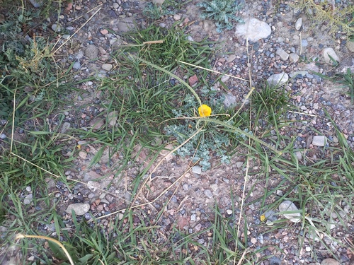 Glaucium squamigerum