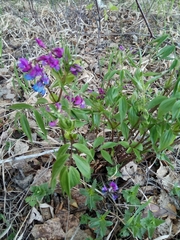 Lathyrus vernus