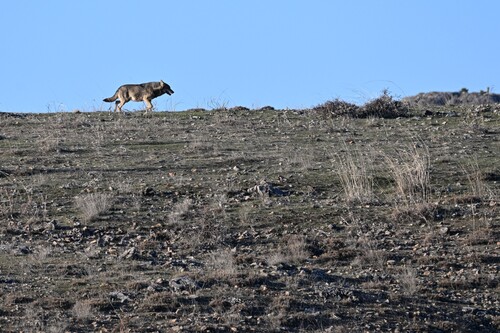 Gray Wolf