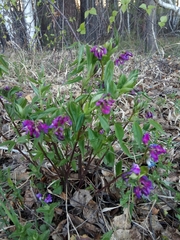 Lathyrus vernus