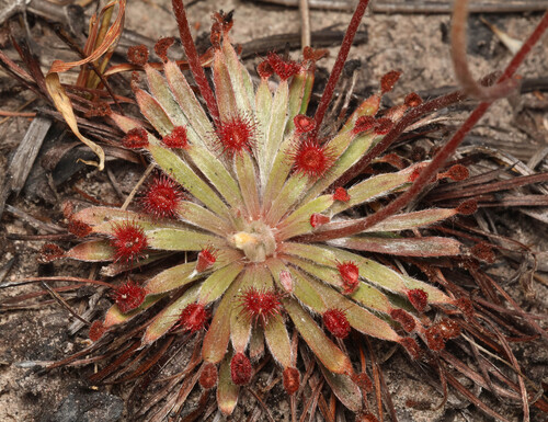Drosera dilatatopetiolaris