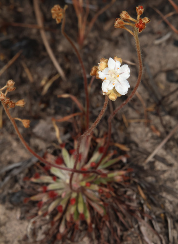 Drosera dilatatopetiolaris