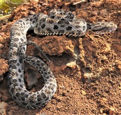 Bothrops marmoratus