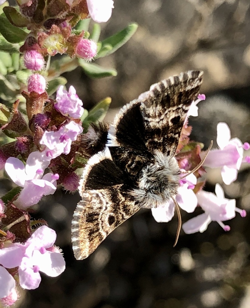 Omia cyclopea