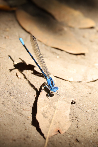 iNaturalist observation photo of Vivid Dancer