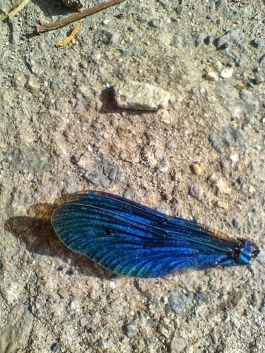 Beautiful Demoiselle