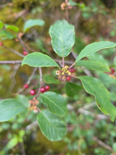 alder buckthorn