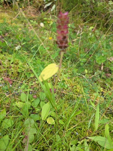 common selfheal