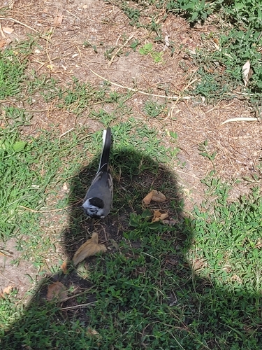 White Wagtail