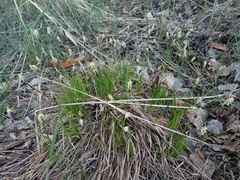 Carex