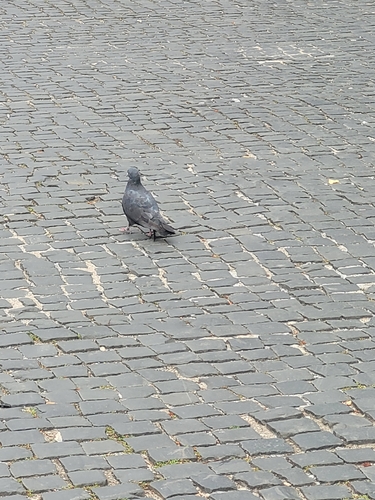 Feral Pigeon