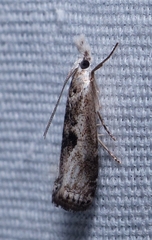 Microcrambus minor