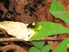 Rhynocoris nitidulus