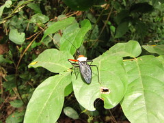Rhynocoris nitidulus