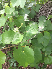 Vitis berlandieri