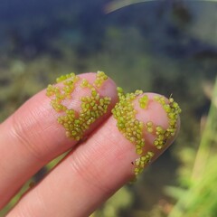 Wolffia arrhiza