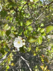 Crataegus margarettae