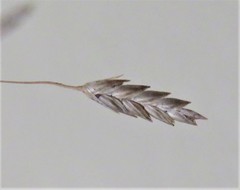 Eragrostis patentissima