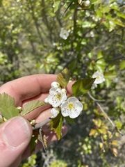 Crataegus margarettae