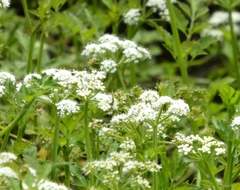 Oenanthe javanica, photograph (c) mami_t_t, some rights reserved (CC BY)