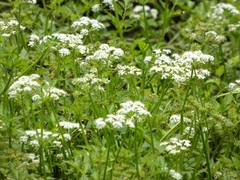 Oenanthe javanica, photograph (c) mami_t_t, some rights reserved (CC BY)