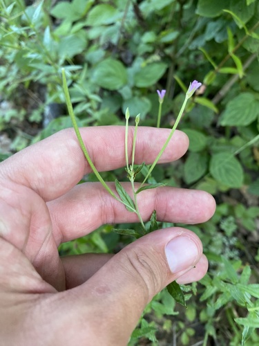 Epilobium tetragonum, photograph 3