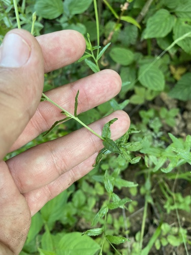 Epilobium tetragonum, photograph 6