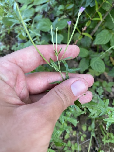 Epilobium tetragonum, photograph 5